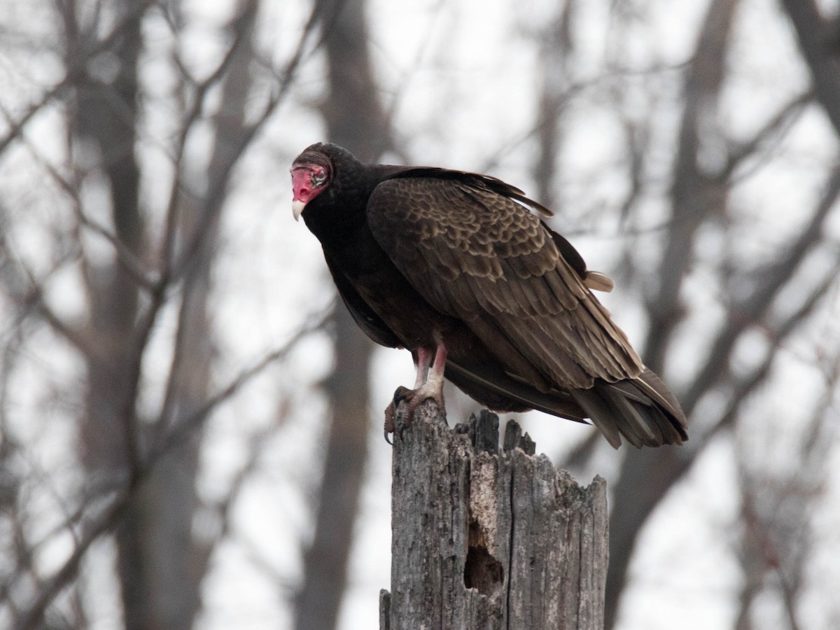 Turkey Vulture - Rob Jamieson