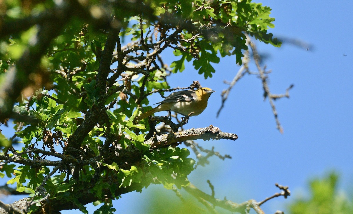 Bullock's Oriole - Douglas Hall