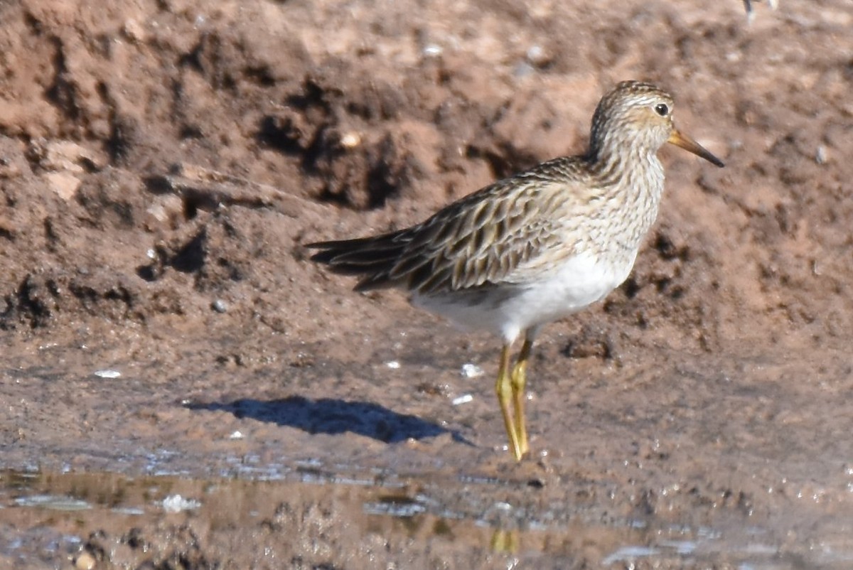 Pectoral Sandpiper - Gary Yoder