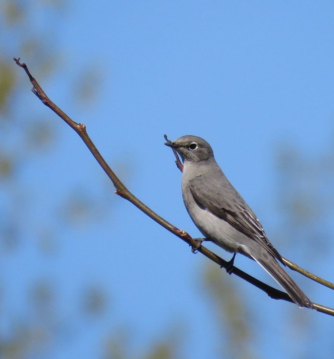 Townsend's Solitaire - ML96303761