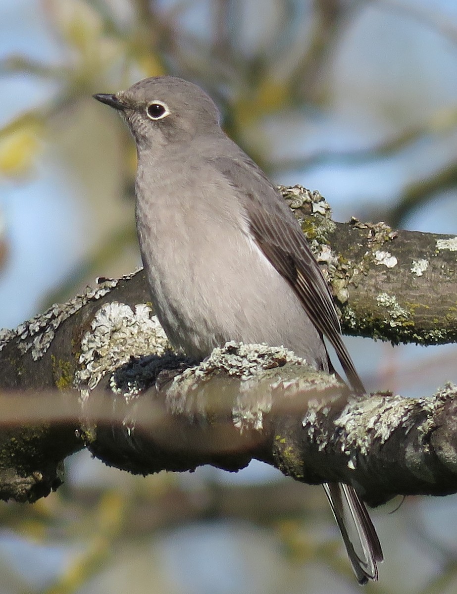 Townsend's Solitaire - ML96303771
