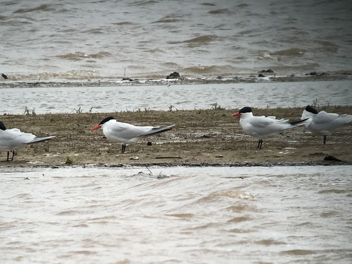 Caspian Tern - ML96304491