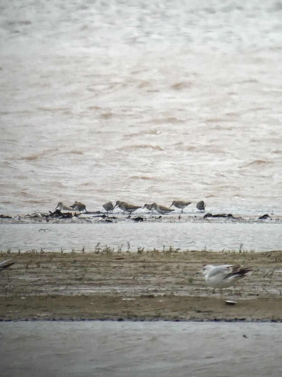 Dunlin - ML96305361