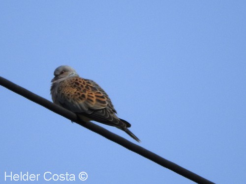 European Turtle-Dove - Helder Costa
