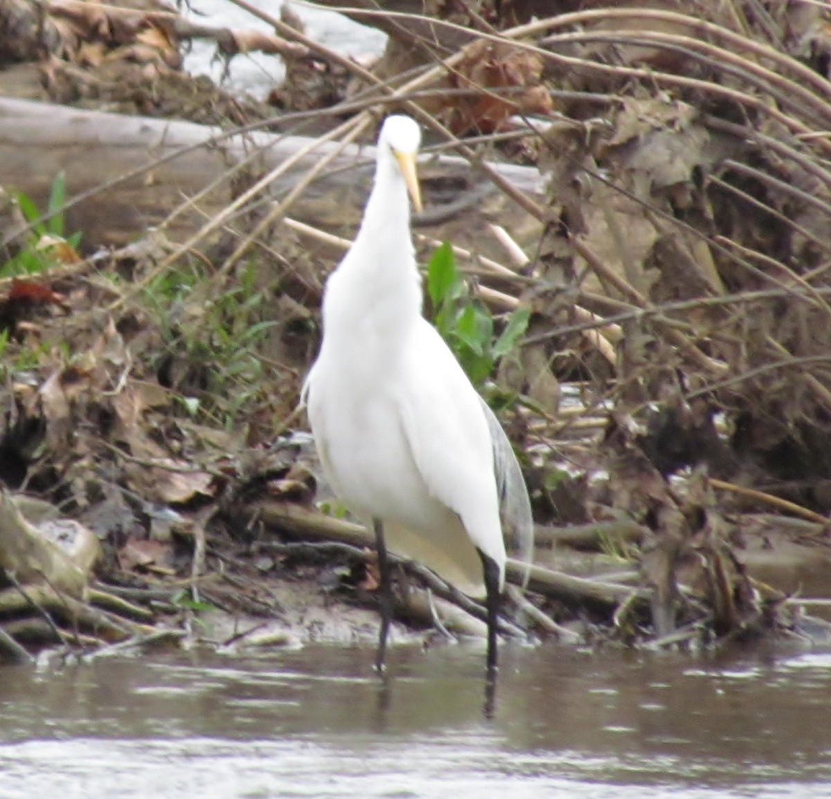 Great Egret (American) - Chuck  Parker