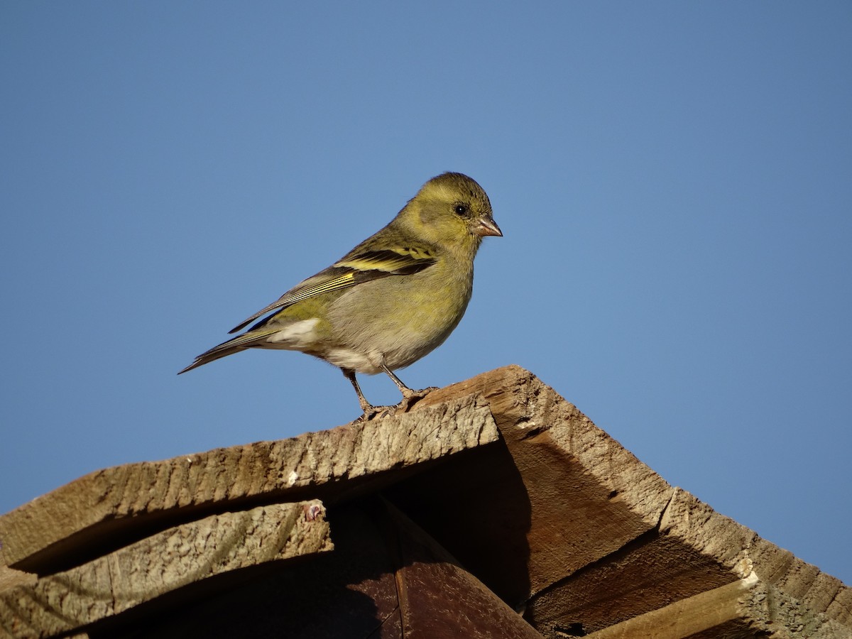 Black-chinned Siskin - Franco  Villalobos