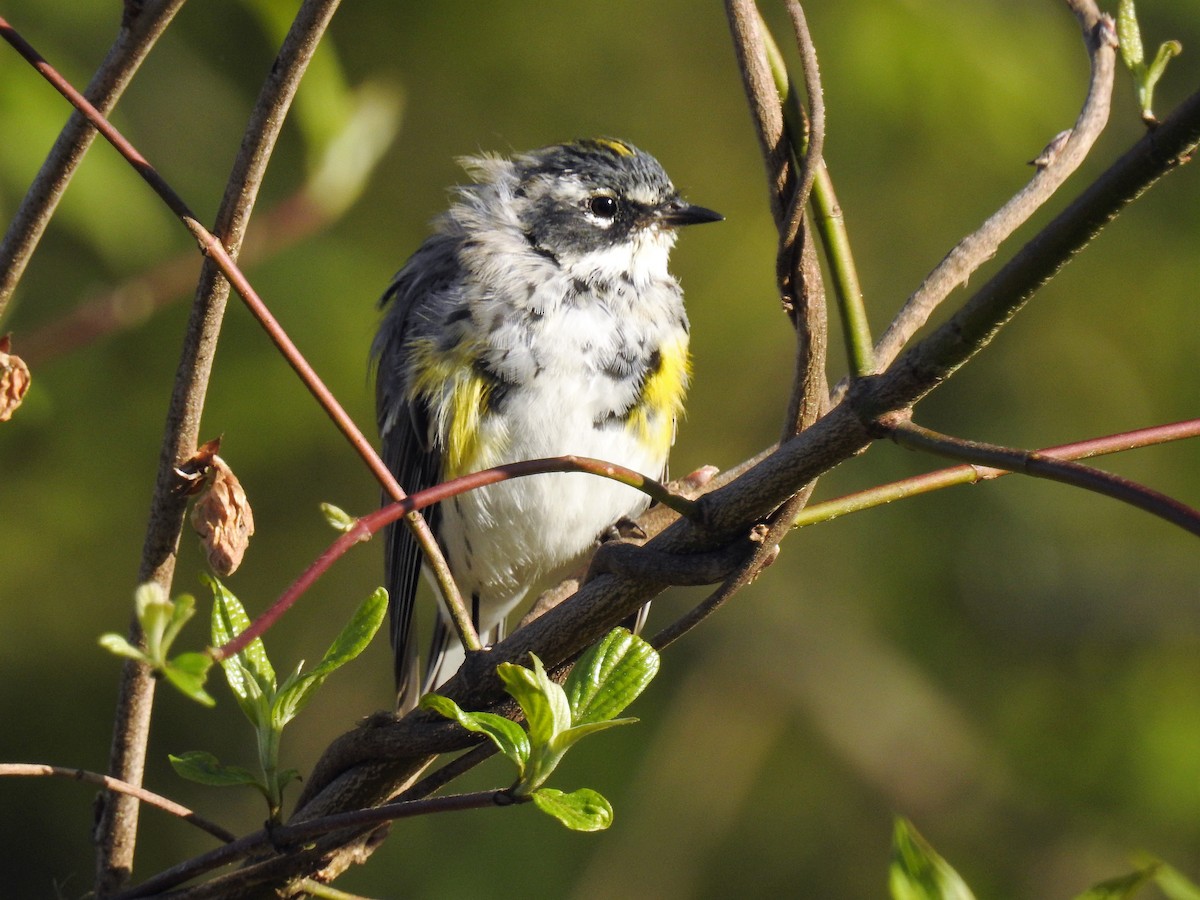 Yellow-rumped Warbler - ML96308601