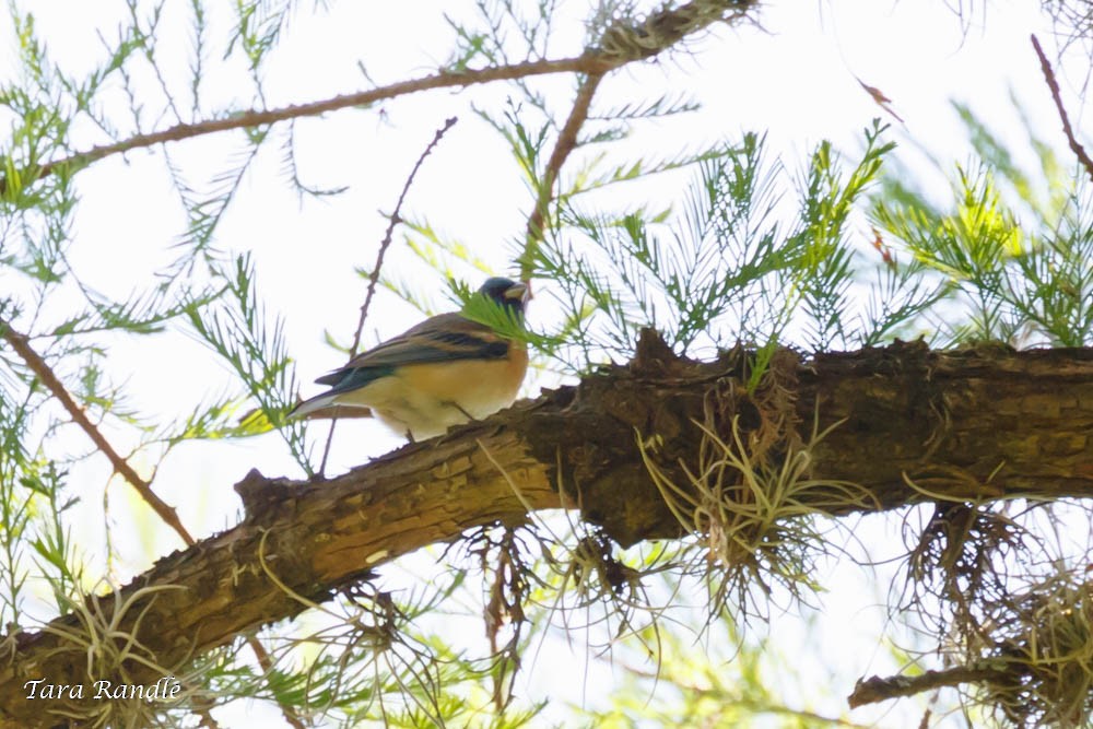 Lazuli Bunting - ML96308681