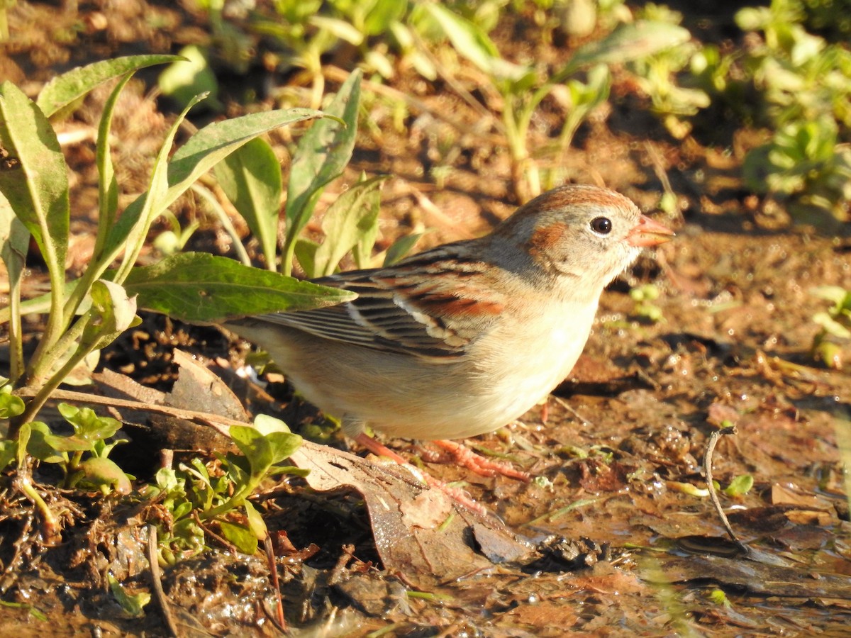 Field Sparrow - ML96308781