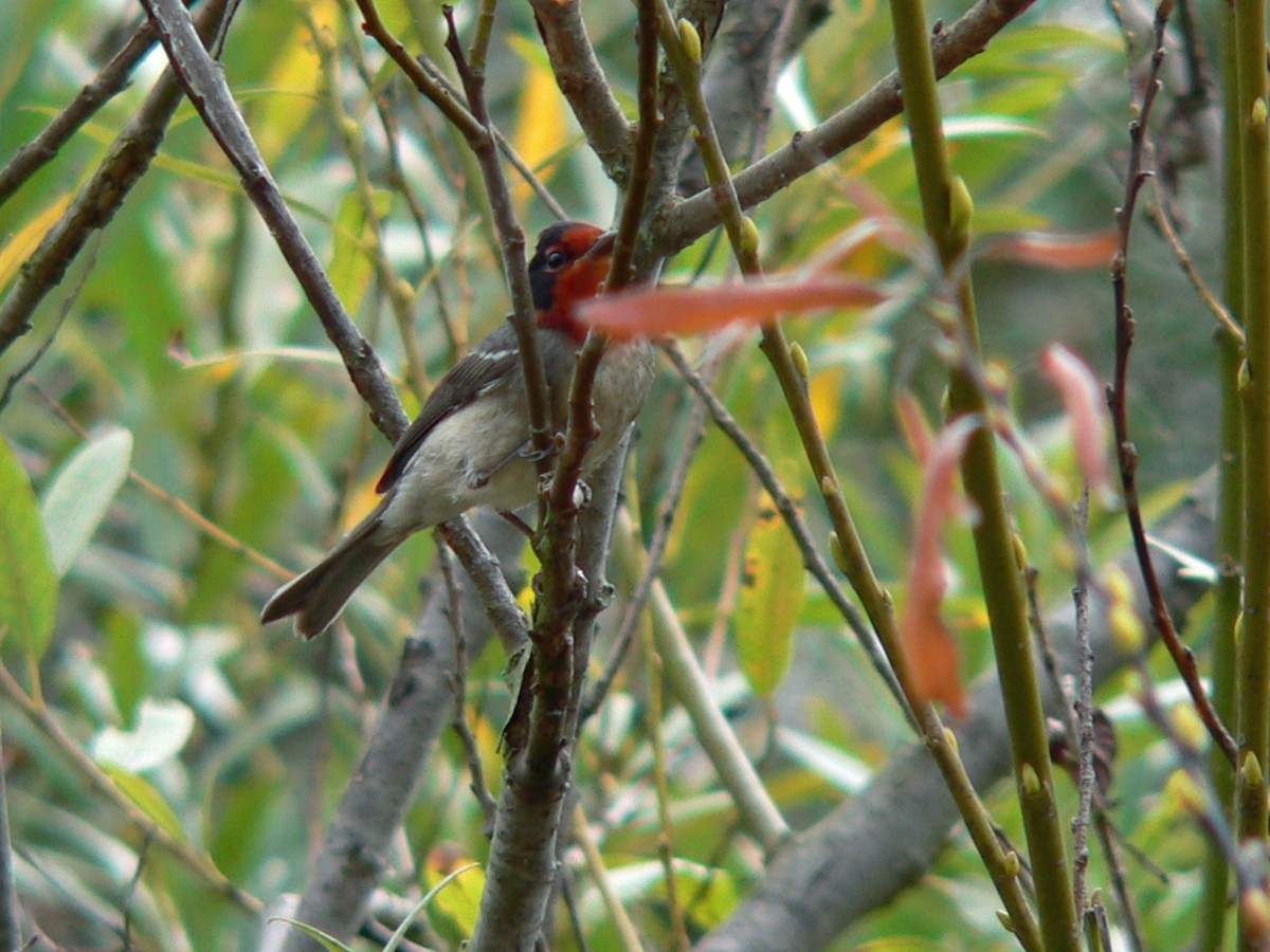 Red-faced Warbler - Brian Daniels