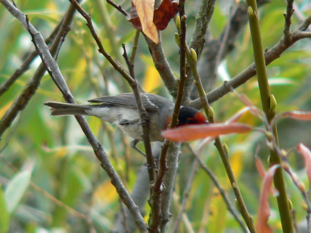 Red-faced Warbler - ML96309021