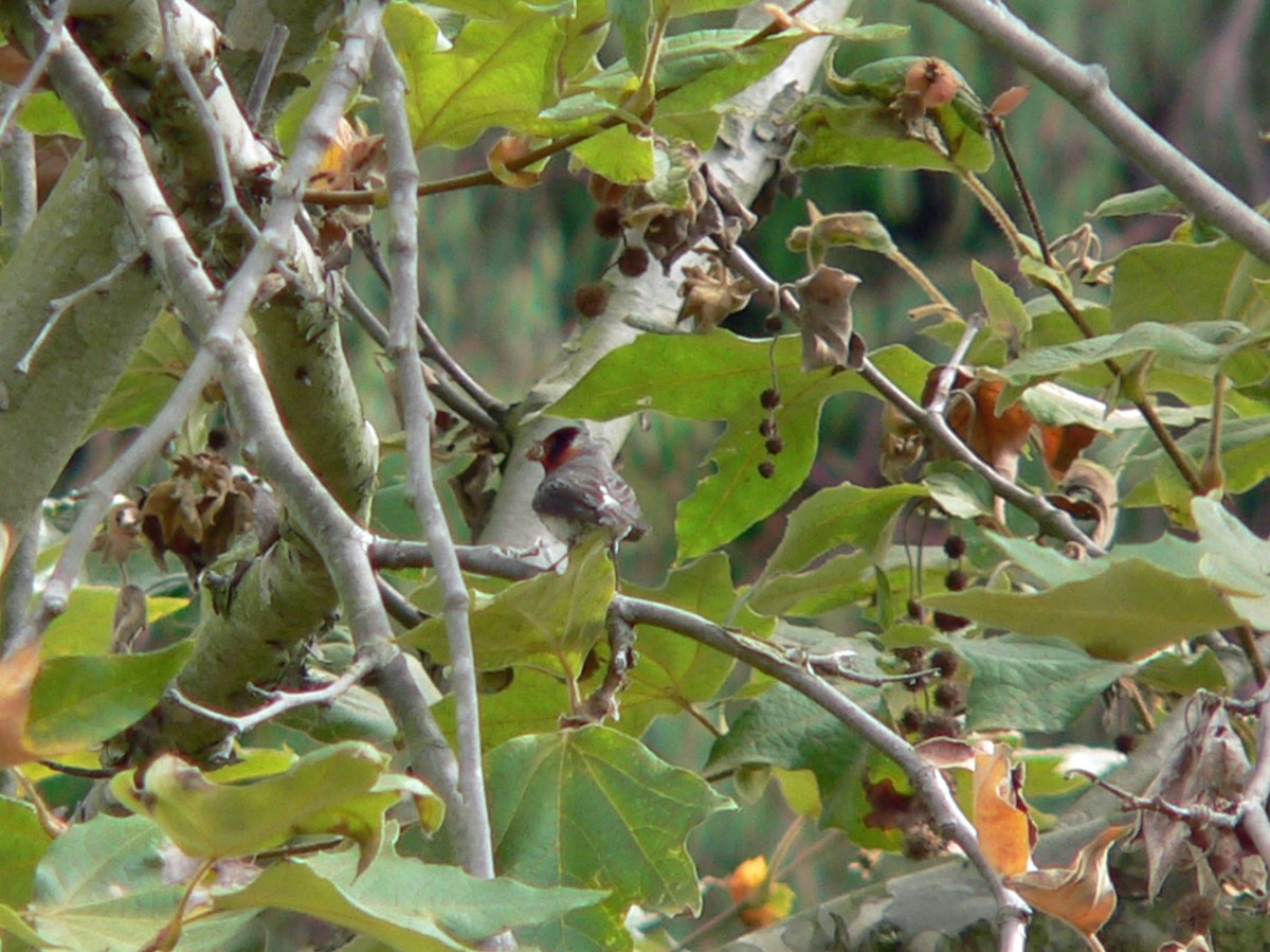 Red-faced Warbler - ML96309031