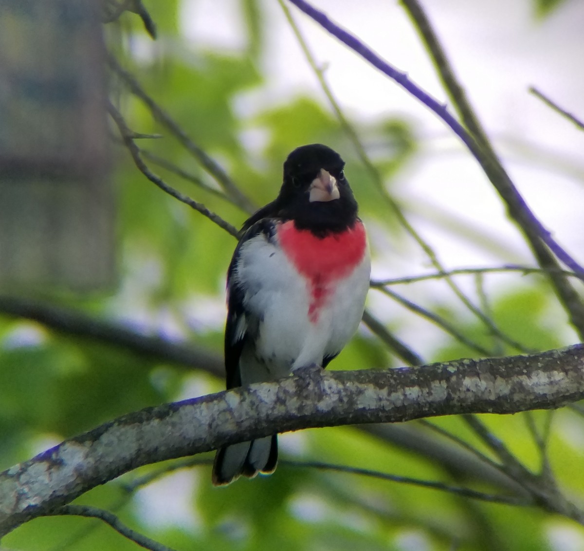 Rose-breasted Grosbeak - ML96312671