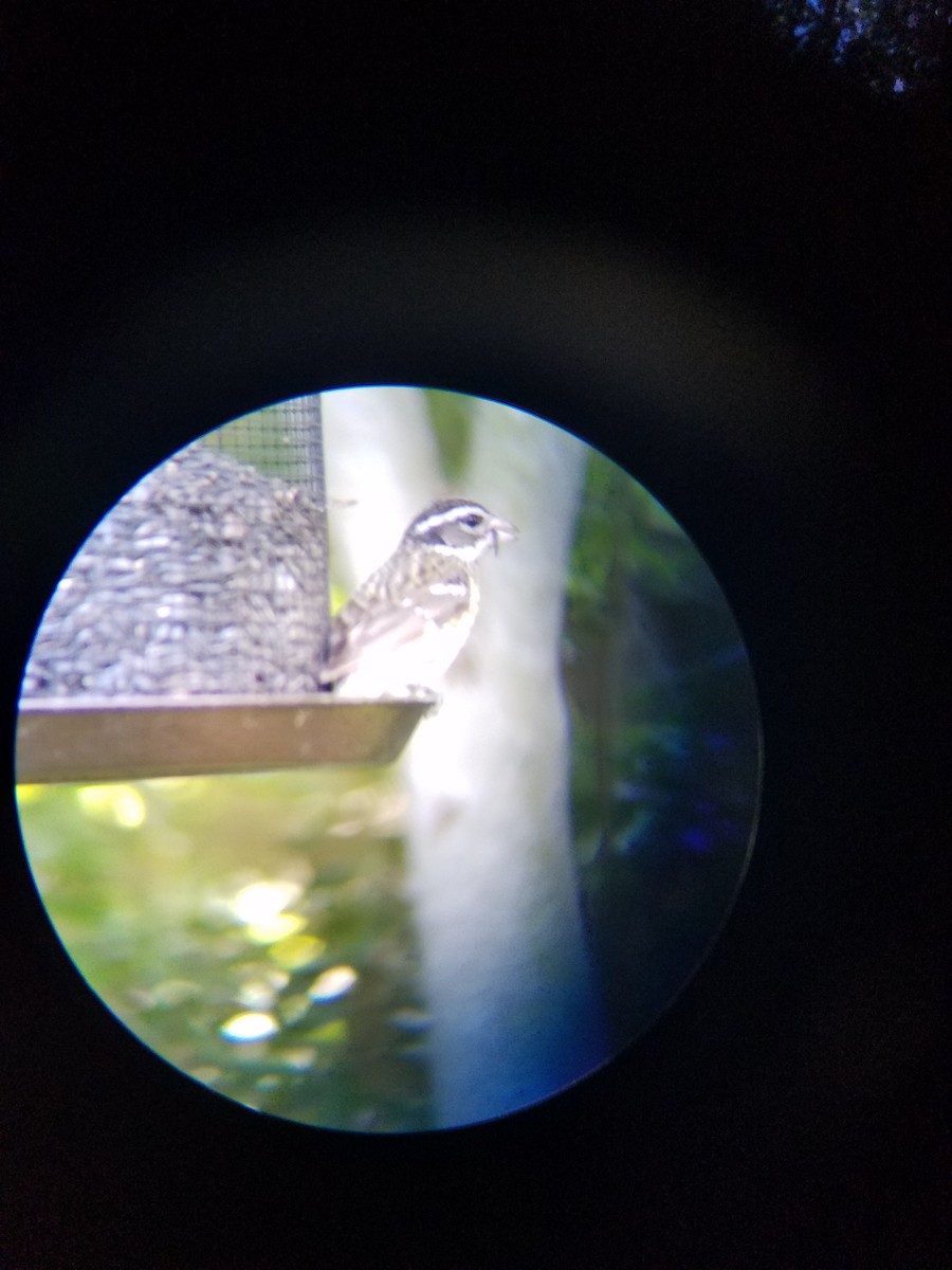 Rose-breasted Grosbeak - ML96312691