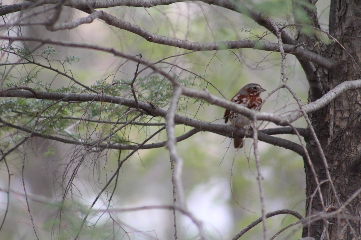 Fox Sparrow - ML96313991