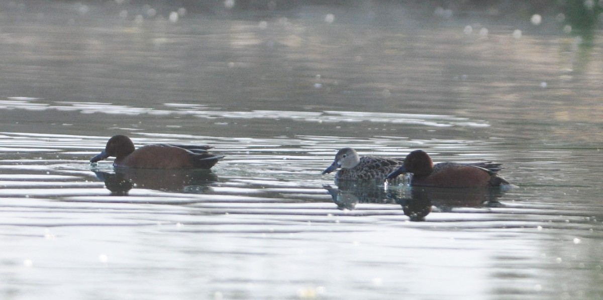 Cinnamon Teal - ML96314181