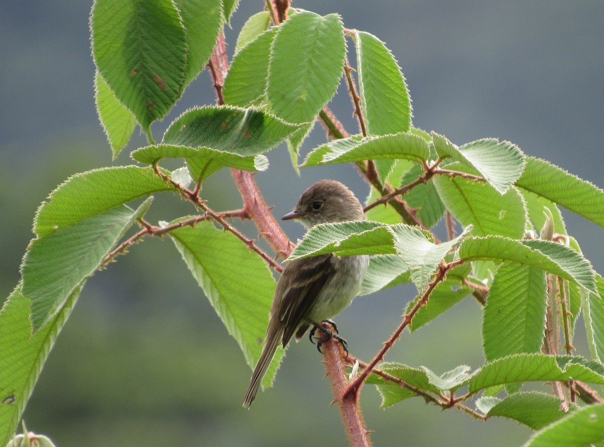 White-throated Flycatcher - ML96314521