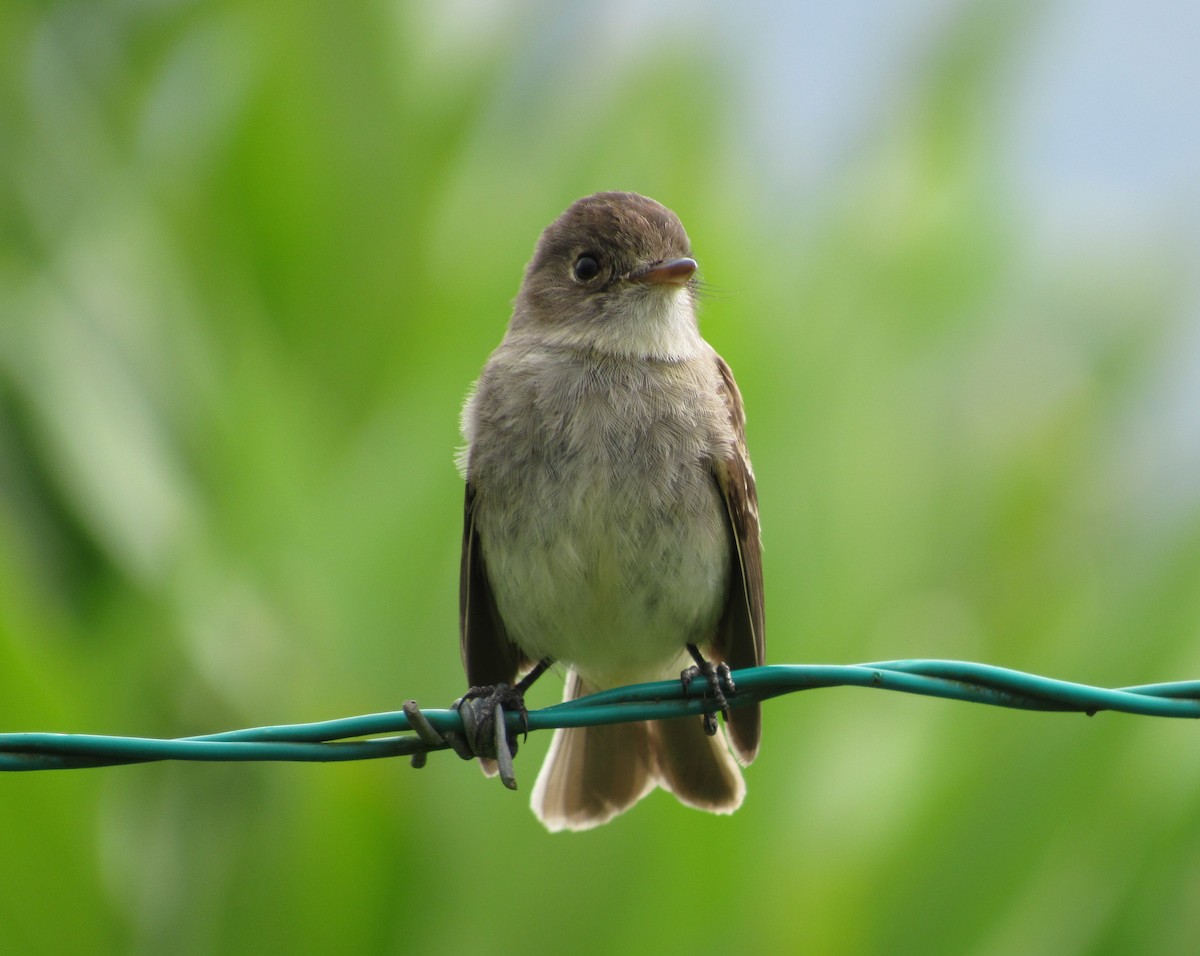 White-throated Flycatcher - ML96314661