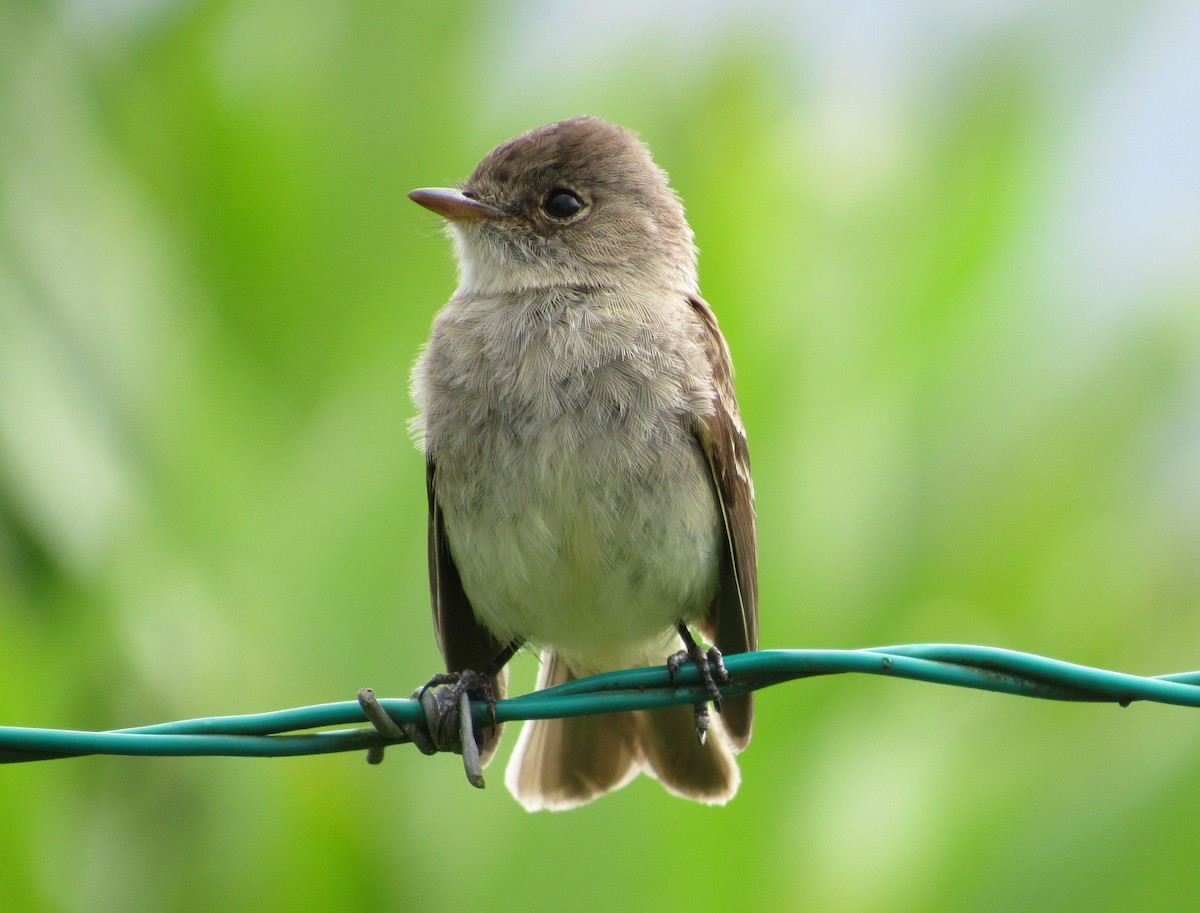 White-throated Flycatcher - Jim Zook