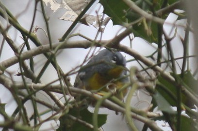 Northern Parula - Sam Greene