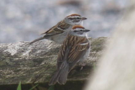 Chipping Sparrow - Sam Greene