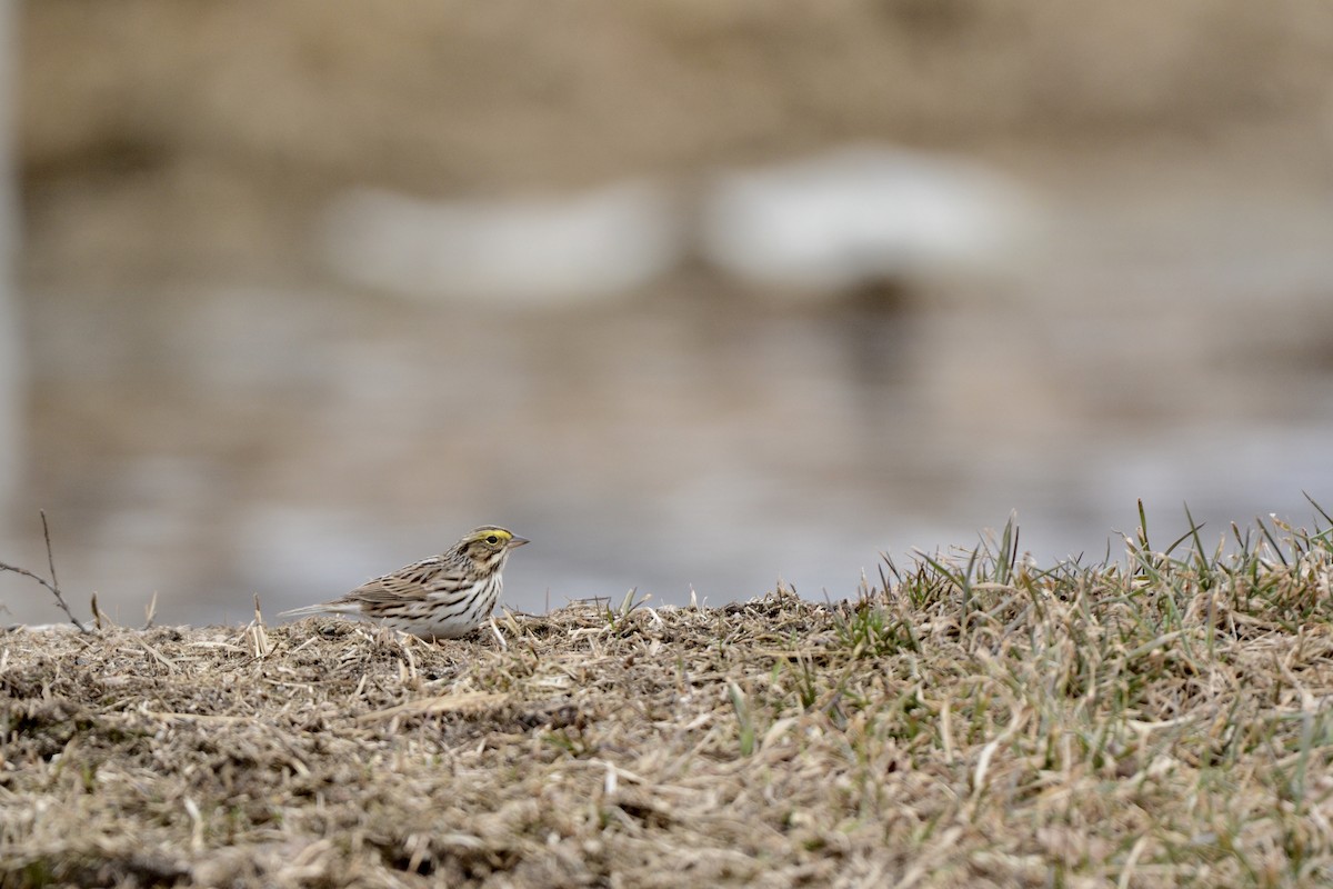 Savannah Sparrow - ML96315631