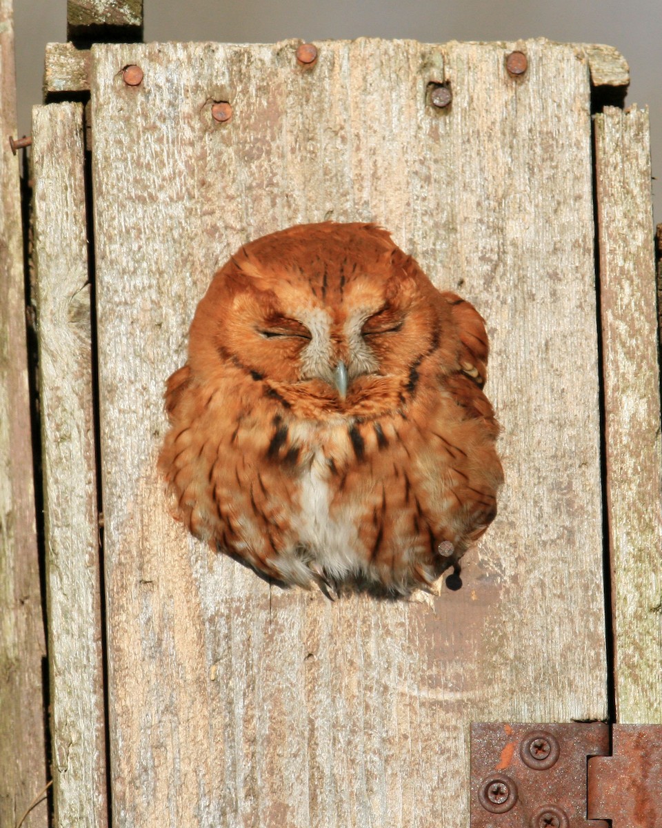 Eastern Screech-Owl - ML96315891