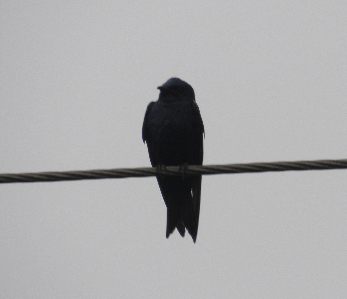 Purple Martin - ML96316211