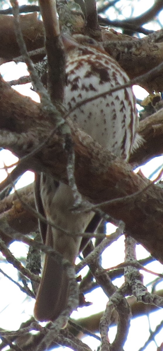 Fox Sparrow - ML96316401