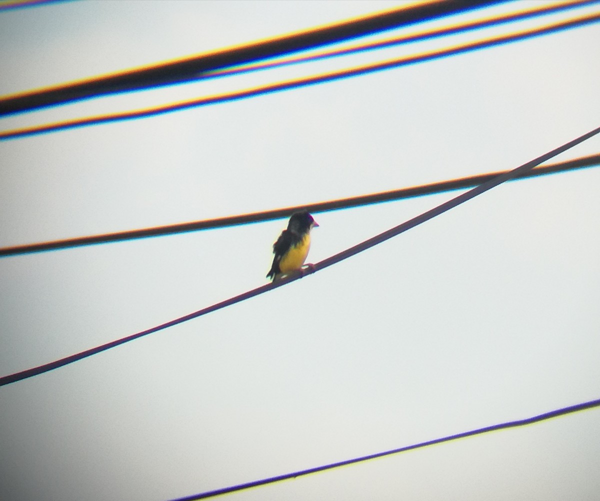 ヒメキンヒワ - ML96317111