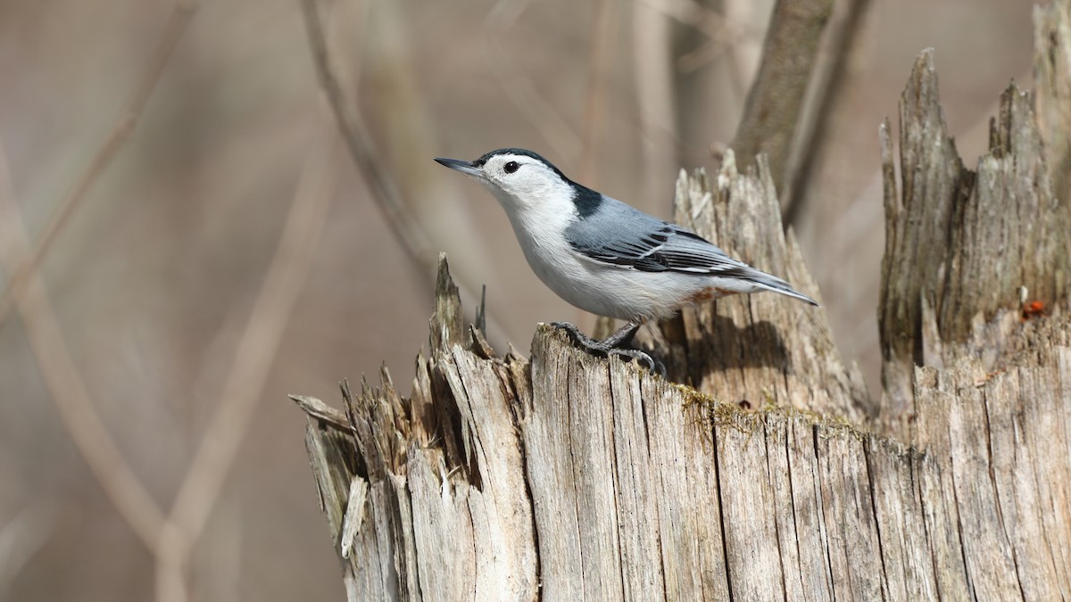 White-breasted Nuthatch - ML96318331
