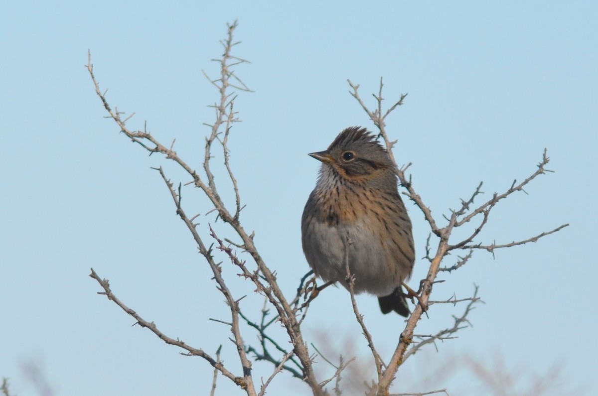 Lincoln's Sparrow - ML96323081