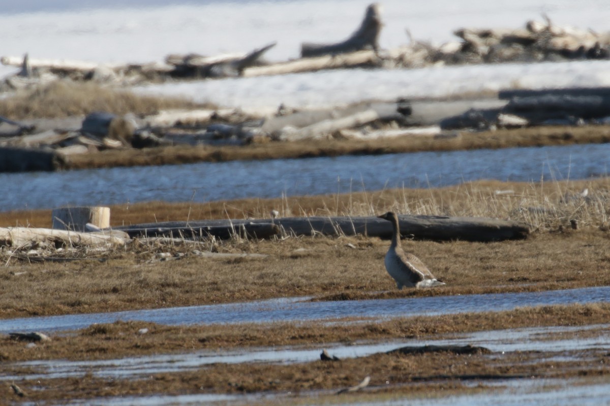 Greater White-fronted Goose - ML96324321