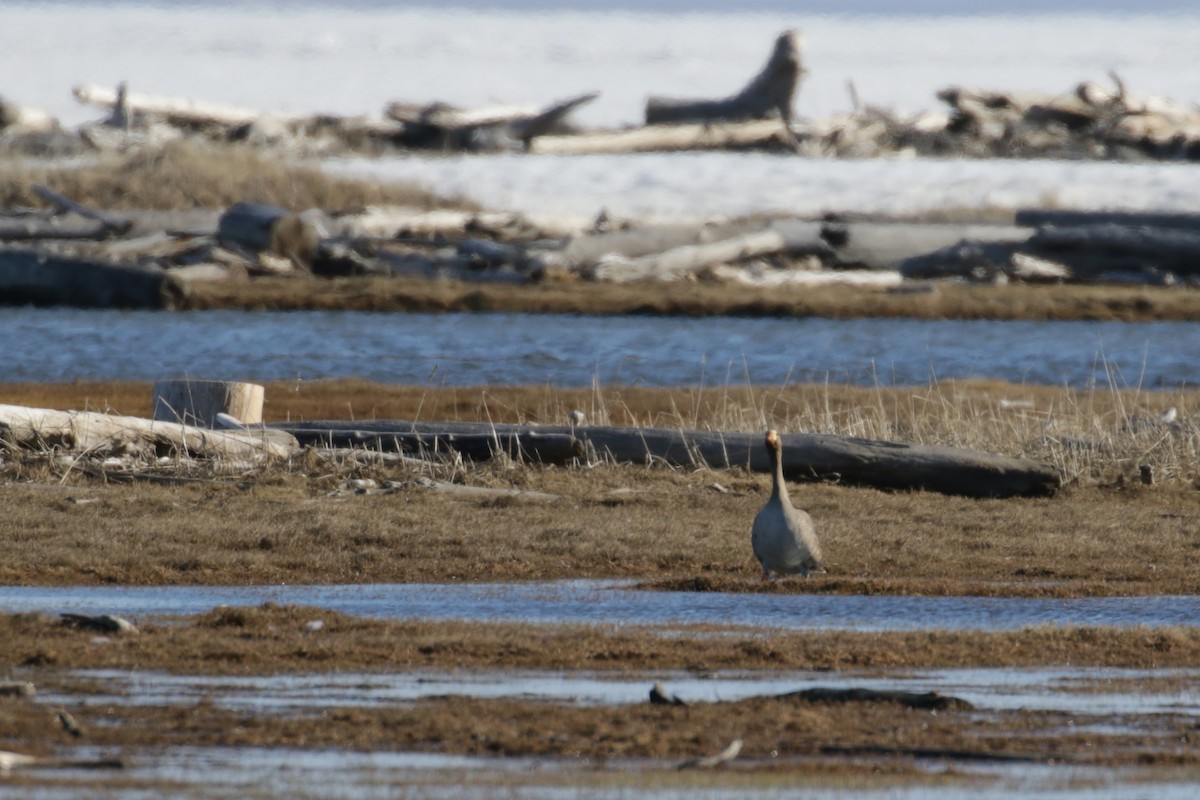 Greater White-fronted Goose - ML96324331