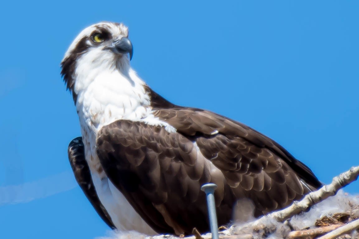 Balbuzard pêcheur - ML96324971