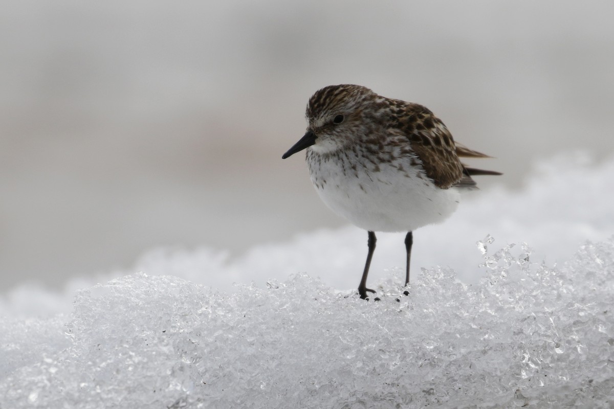 Semipalmated Sandpiper - Cameron Eckert