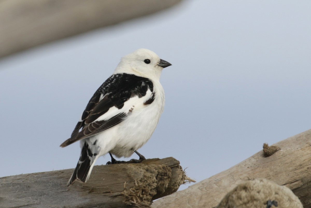 Snow Bunting - Cameron Eckert