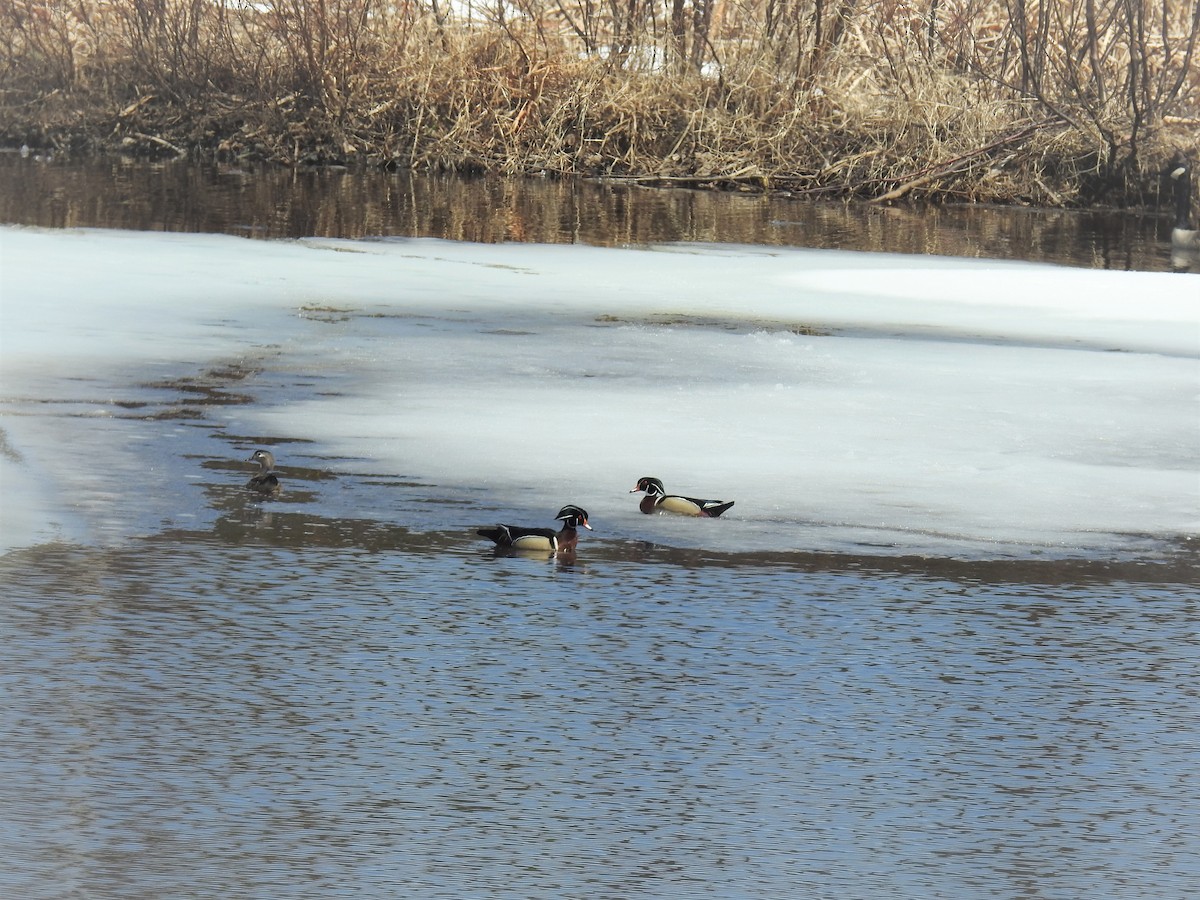 Wood Duck - ML96326181