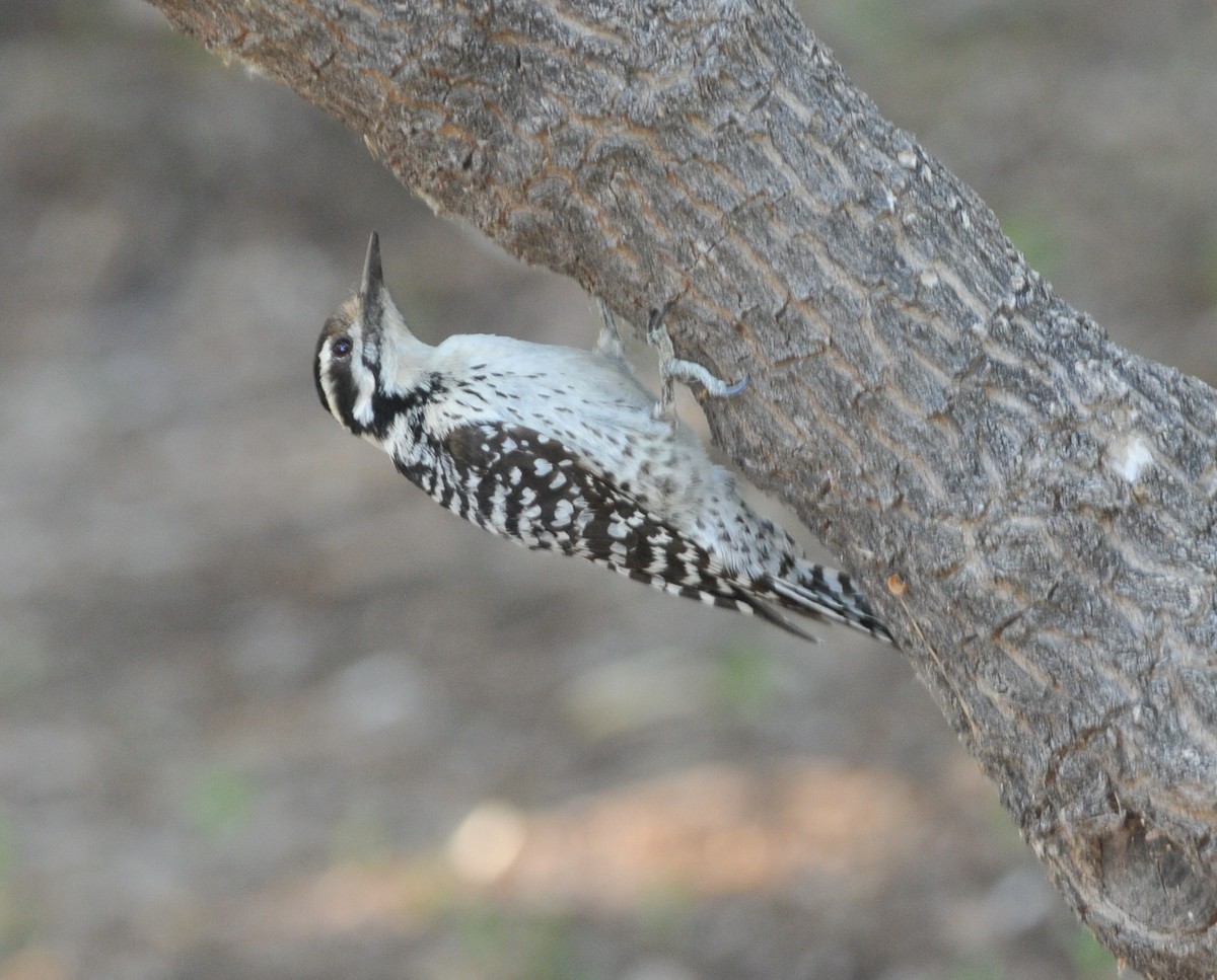 Ladder-backed Woodpecker - Scott Somershoe