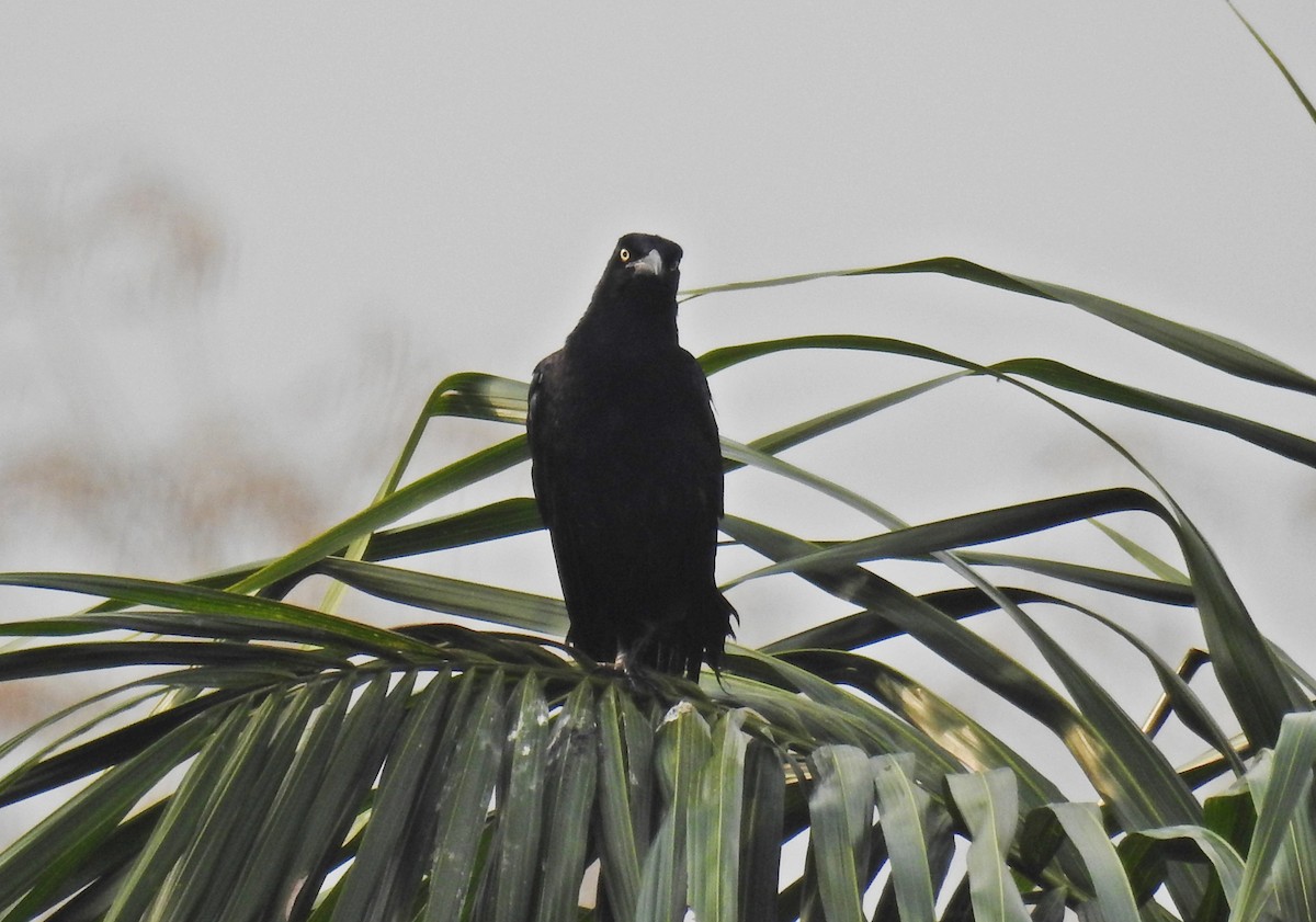 Great-tailed Grackle - ML96328751