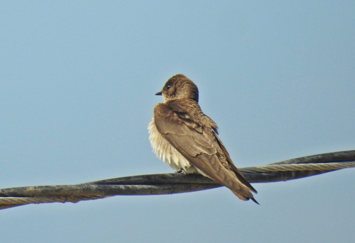 Northern Rough-winged Swallow - ML96329771