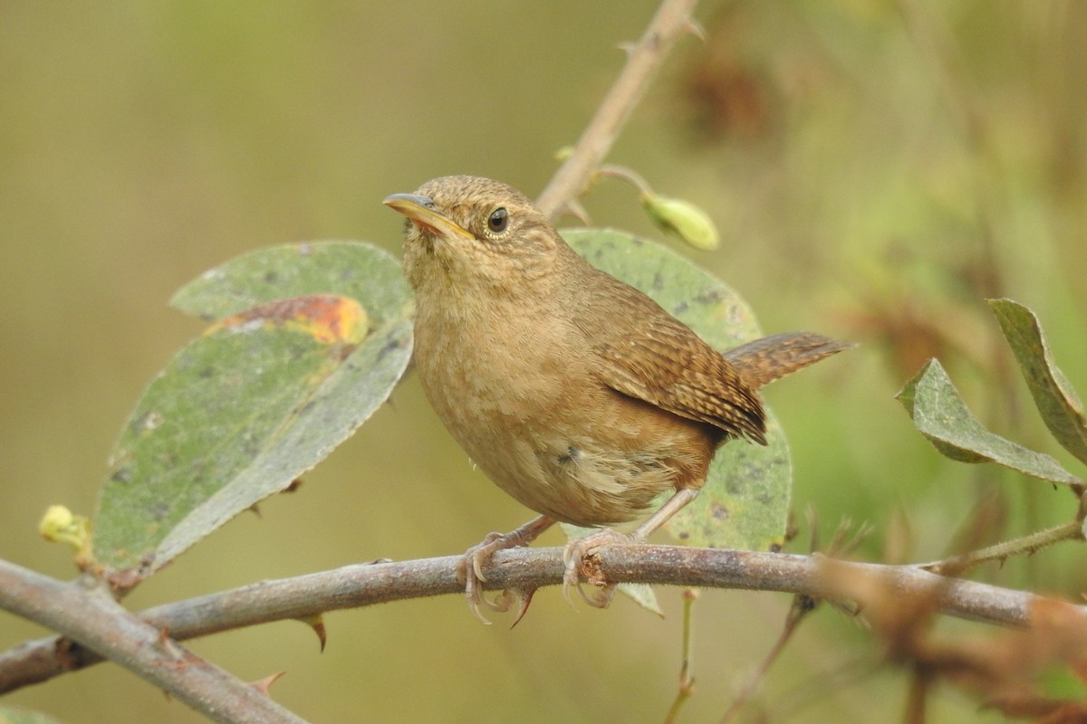 Southern House Wren - Romel Romero