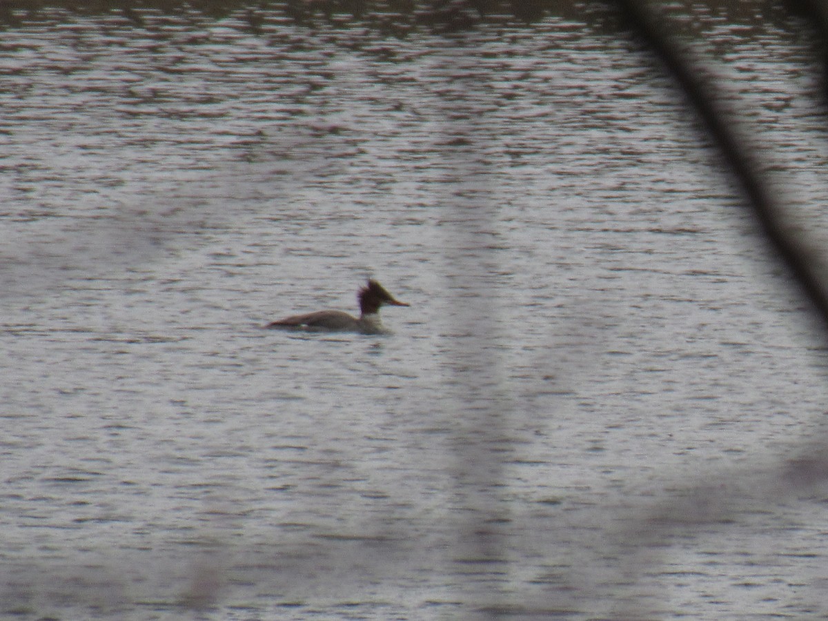 Common Merganser - ML96331391