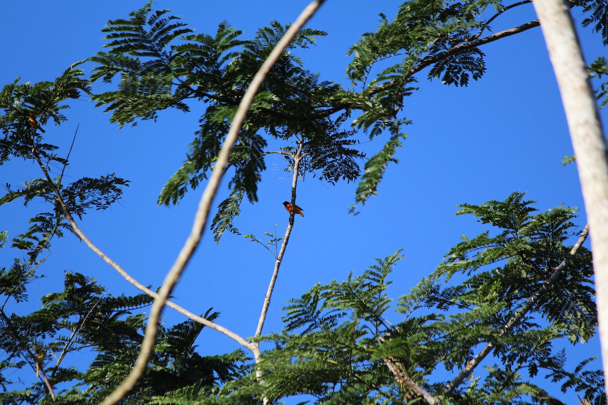 Baltimore Oriole - ML96333551