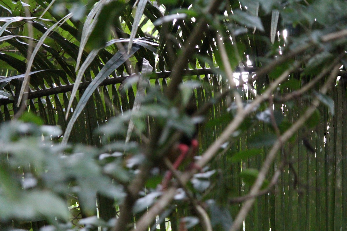 Russet-naped Wood-Rail - ML96334441