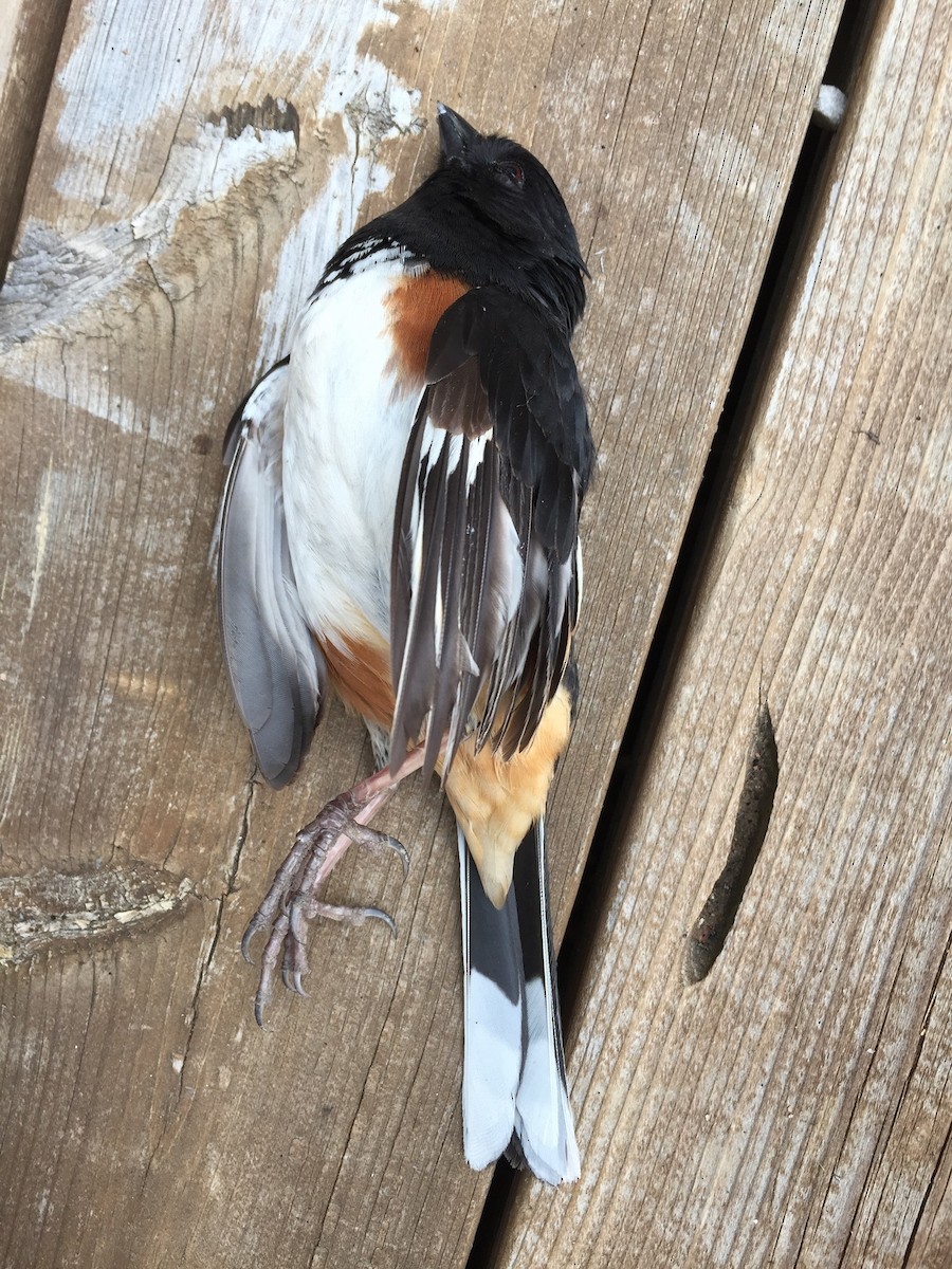 Eastern Towhee - ML96335331