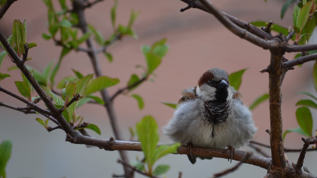 House Sparrow - ML96335551