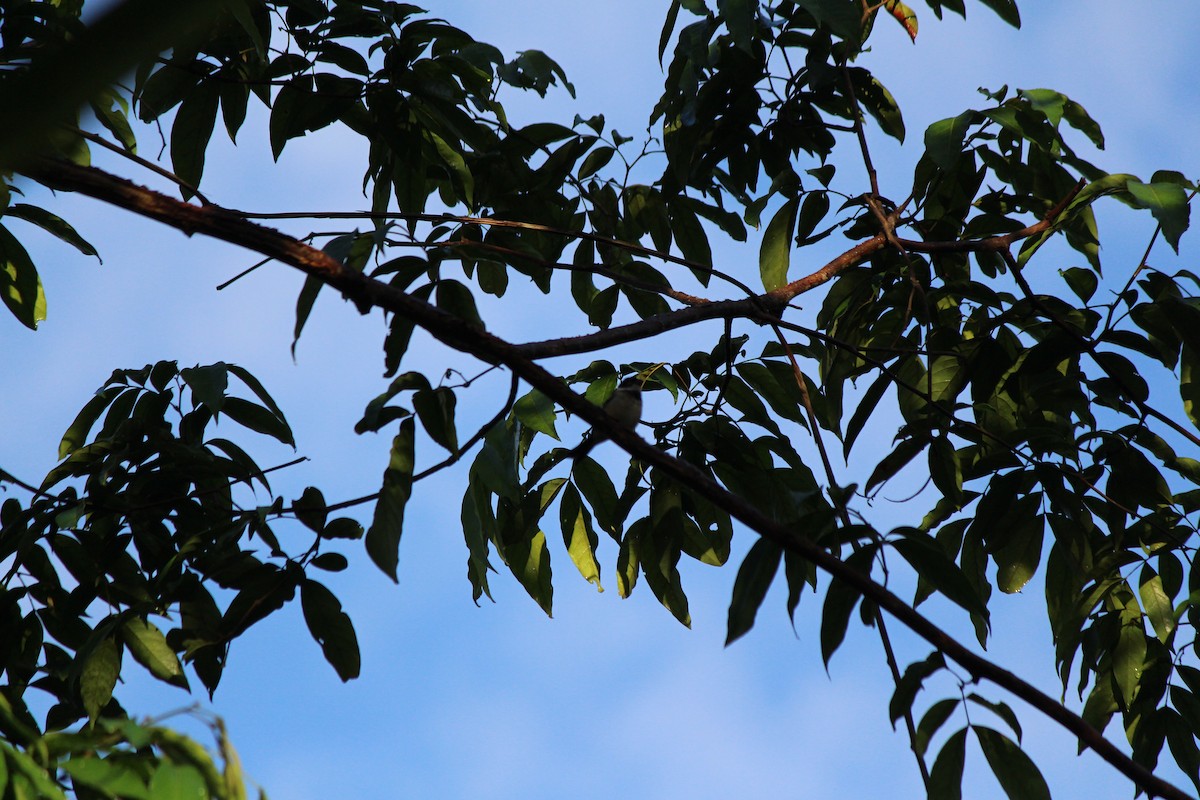 Morelet's Seedeater - ML96336031