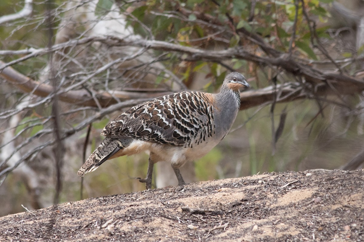 Malleefowl - ML96336151