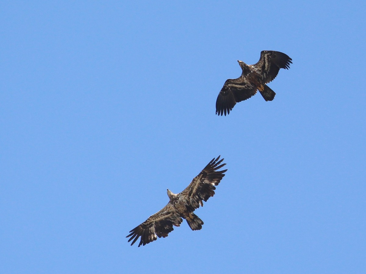 Bald Eagle - Hélène Crête